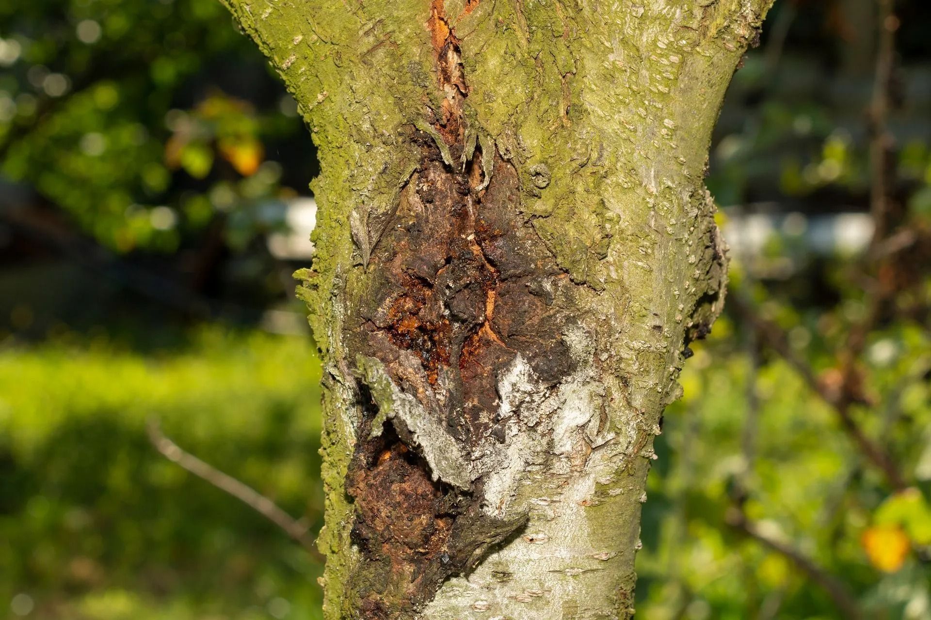 Close-up of a tree trunk with rough bark and a damaged, reddish-brown wound
