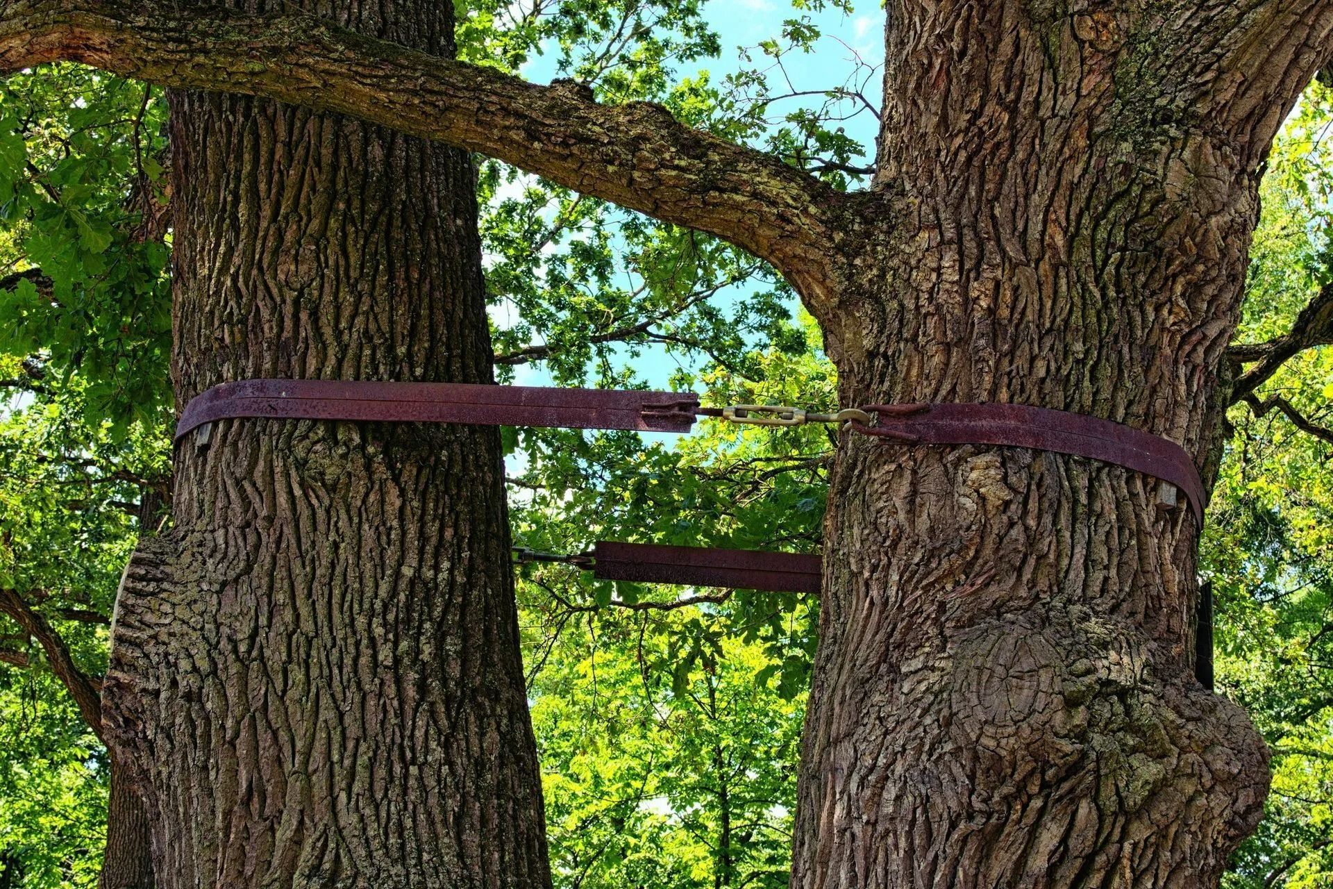 Two trees with purple straps supporting a wooden plank between them in a leafy outdoor setting