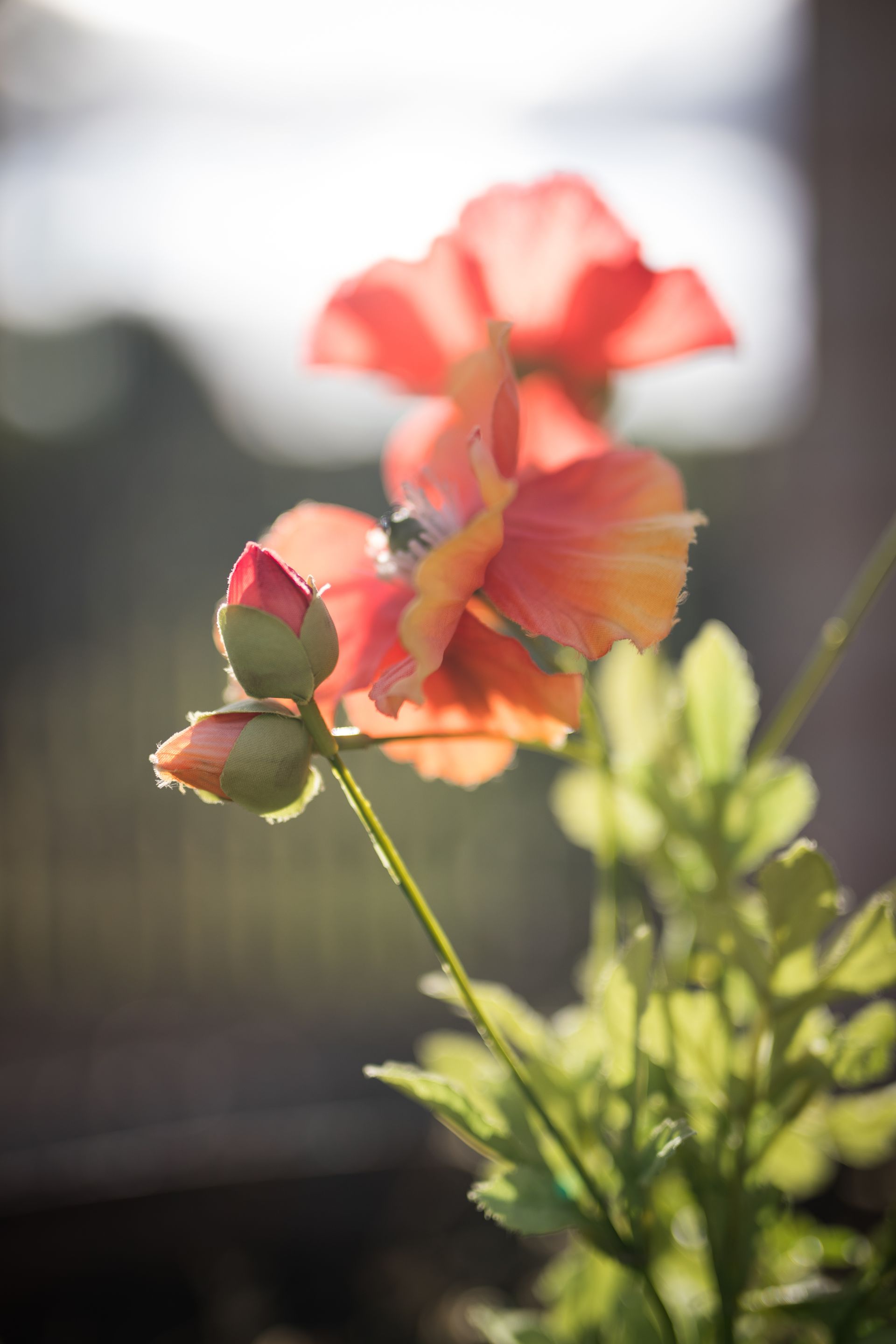Orange flowers with buds, backlit by sunlight, on green stems, against a blurred background.