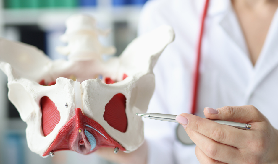 A doctor is holding a model of the pelvis and pointing at it with a pen.