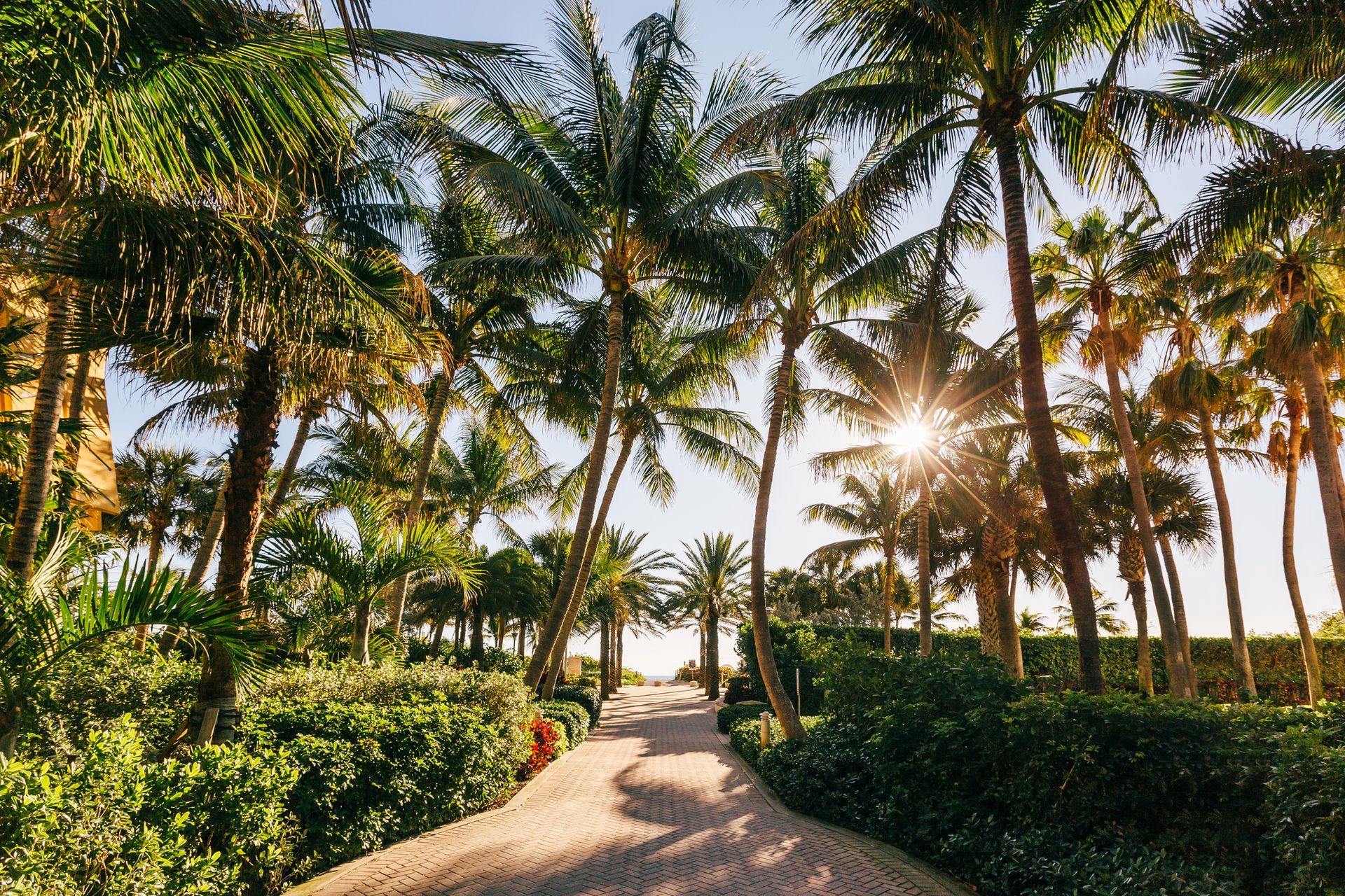 Palm tree care - Moreno Valley, CA - Lopez Tree Maintenance Inc.