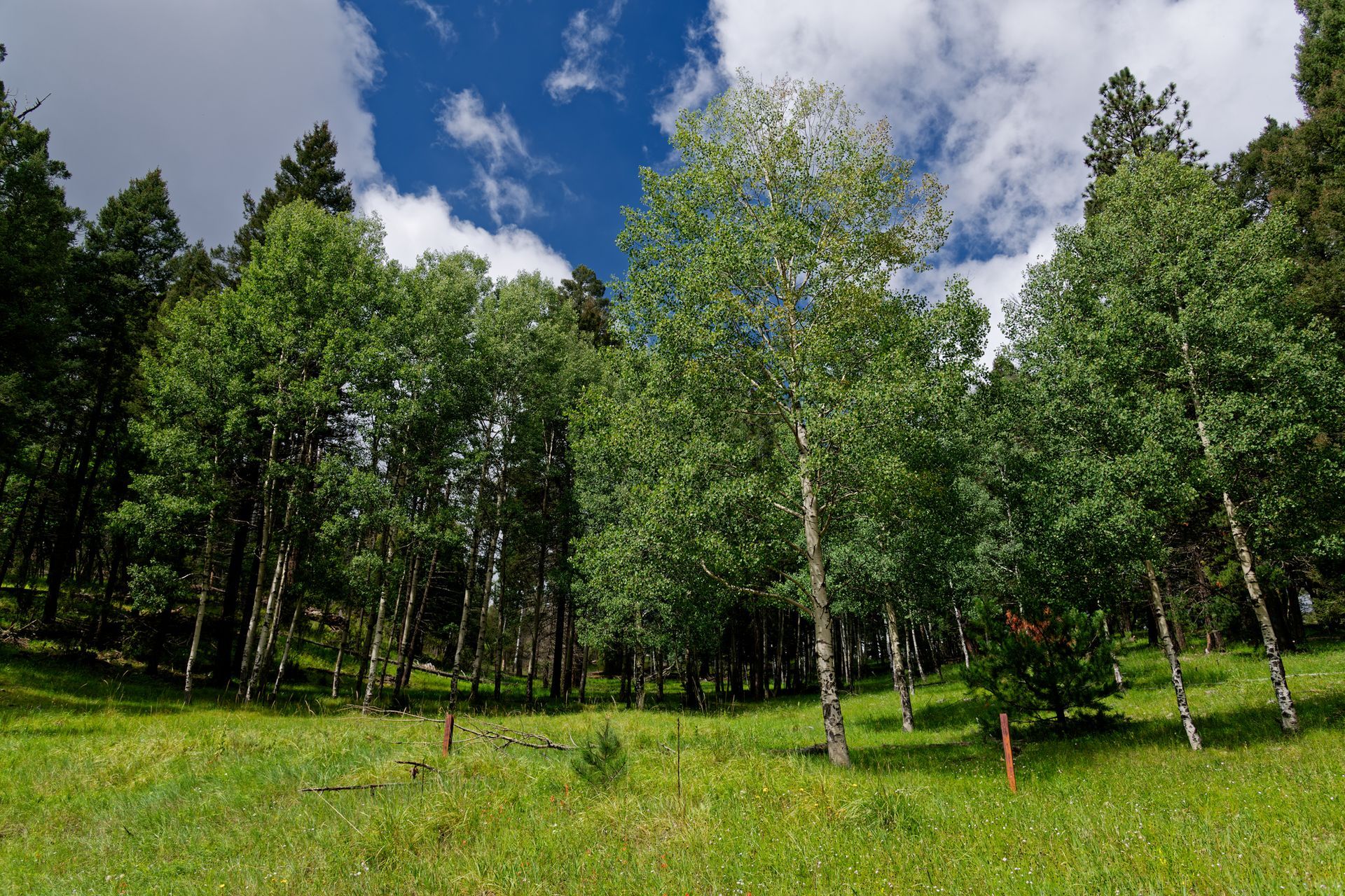 Tree maintenance - Moreno Valley, CA - Lopez Tree Maintenance Inc.