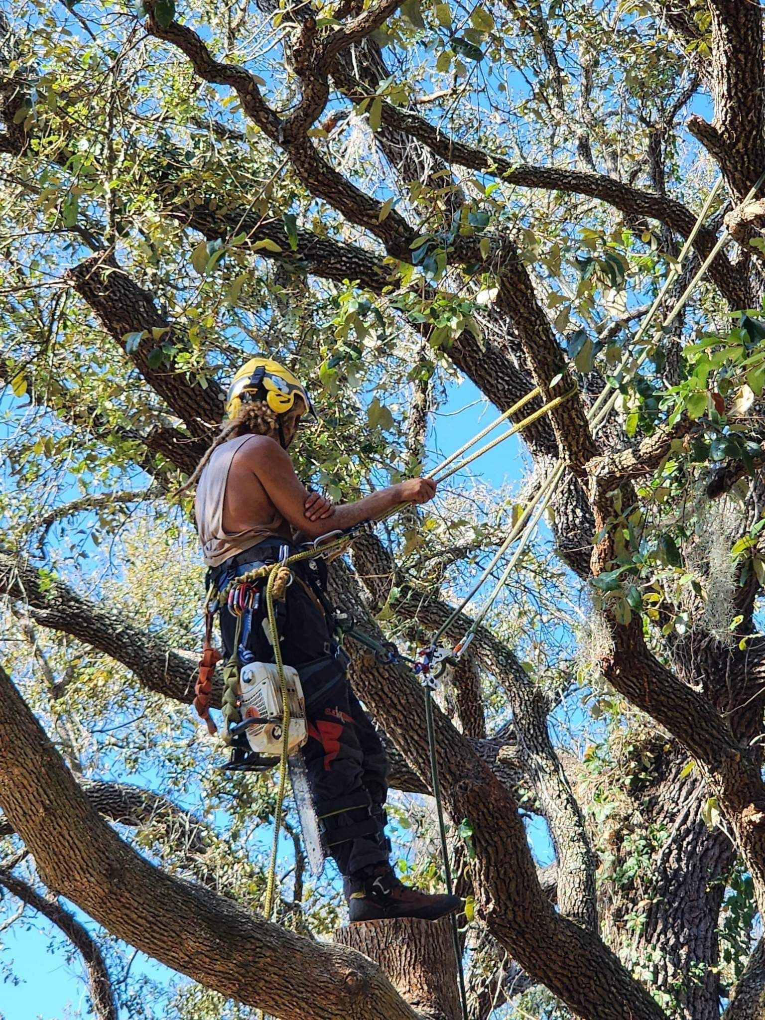AZ Tree Services