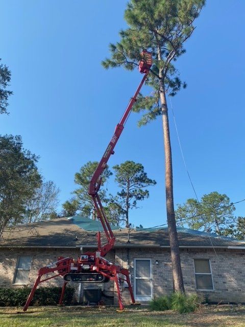 Red boom lift trimming a tall pine tree next to a house under a clear blue sky.