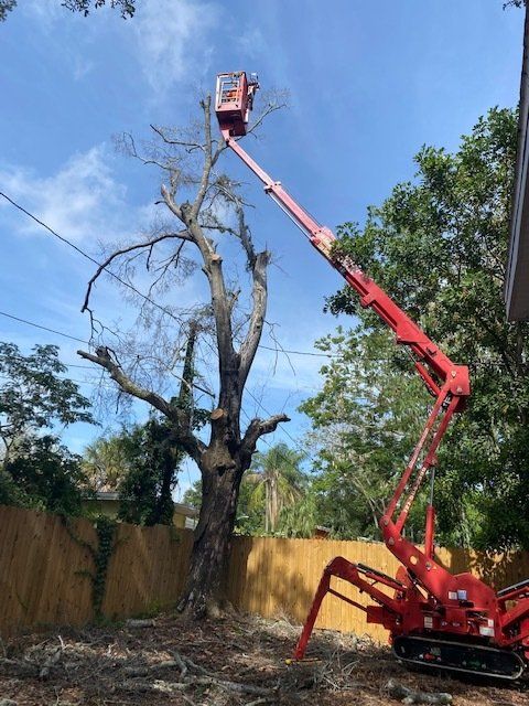 Red cherry picker trimming a tall tree next to power lines and a wooden fence; blue sky.