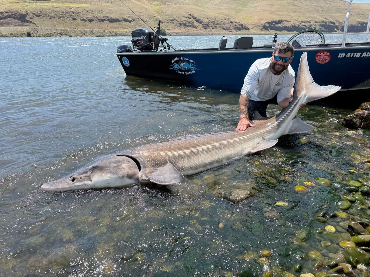 sturgeon fish idaho