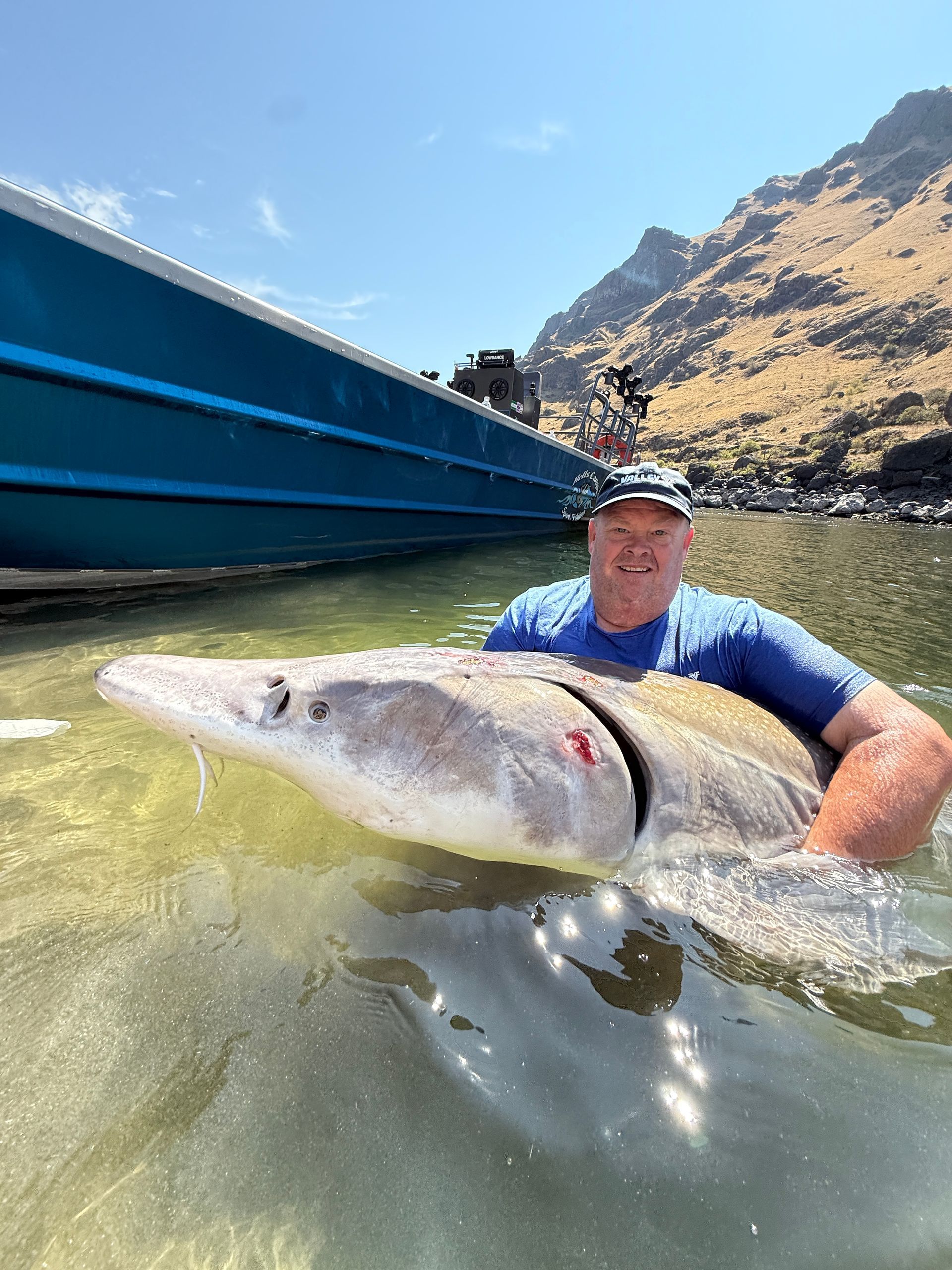 sturgeon