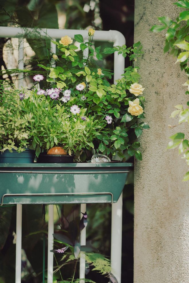 Flower boxes and trailing vines on a balcony beside a tree trunk and white railing.