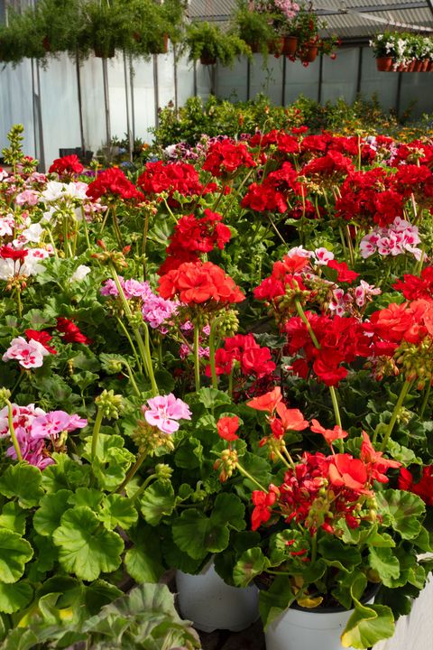 Gerani in vaso in piena fioritura, nei toni del rosso, del rosa e del bianco, riempiono una serra o un'esposizione in giardino.