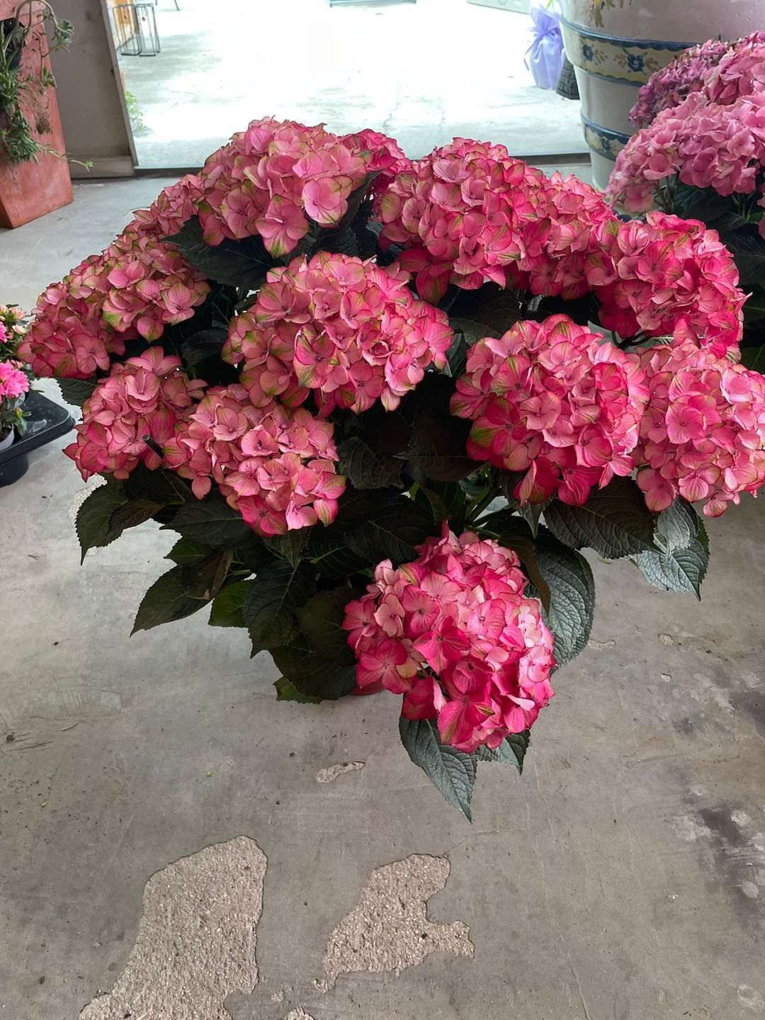Fiori di ortensia rosa in un vaso su un pavimento di cemento, con foglie verdi e altre piante sullo sfondo.