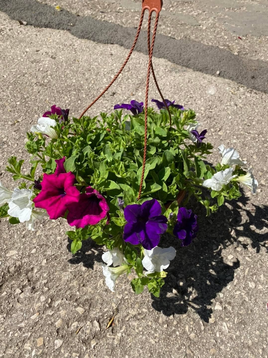 Cesto appeso di petunie viola, rosa e bianche in piena luce del sole sul marciapiede