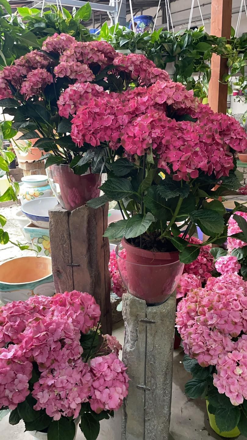 Piante in vaso con fiori rosa esposte su supporti di legno in un centro di giardinaggio.