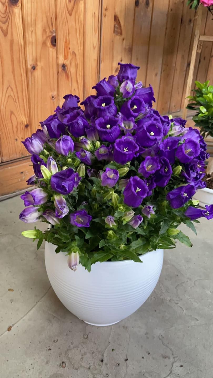 Fiori viola in un vaso bianco su un pavimento di cemento accanto a una recinzione di legno.