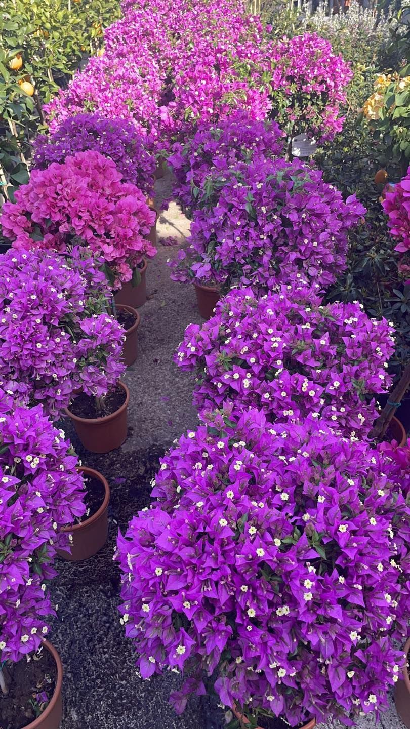 Piante di bouganville in vaso con vivaci fioriture viola, disposte lungo un sentiero del giardino.