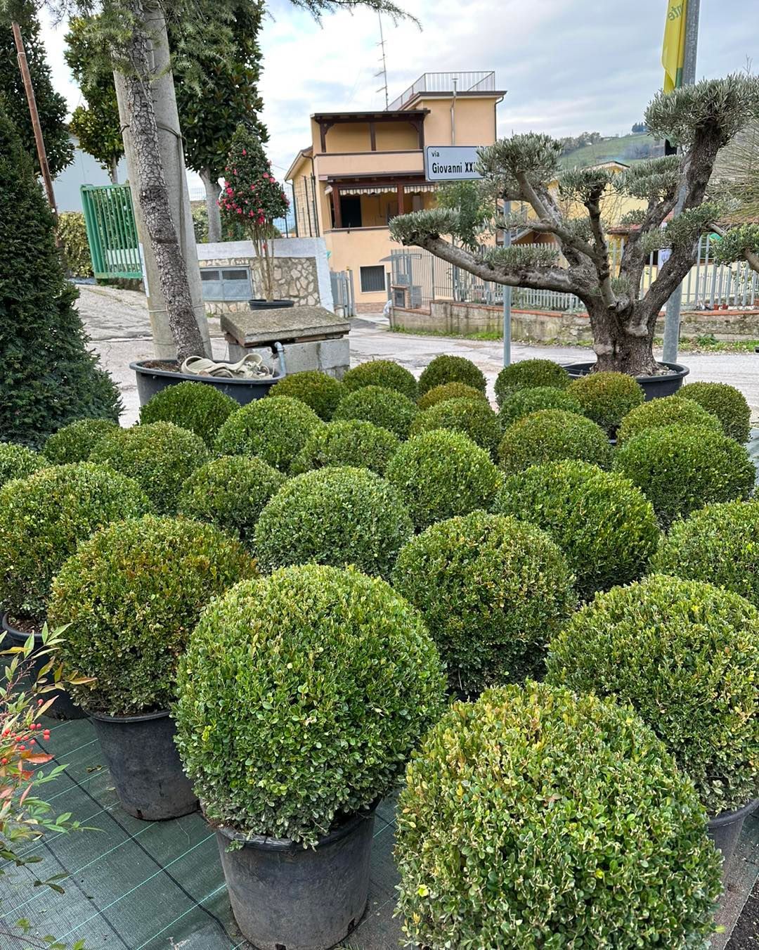 Arbusti sferici in vaso in un vivaio, con una casa e alberi da giardino sullo sfondo.