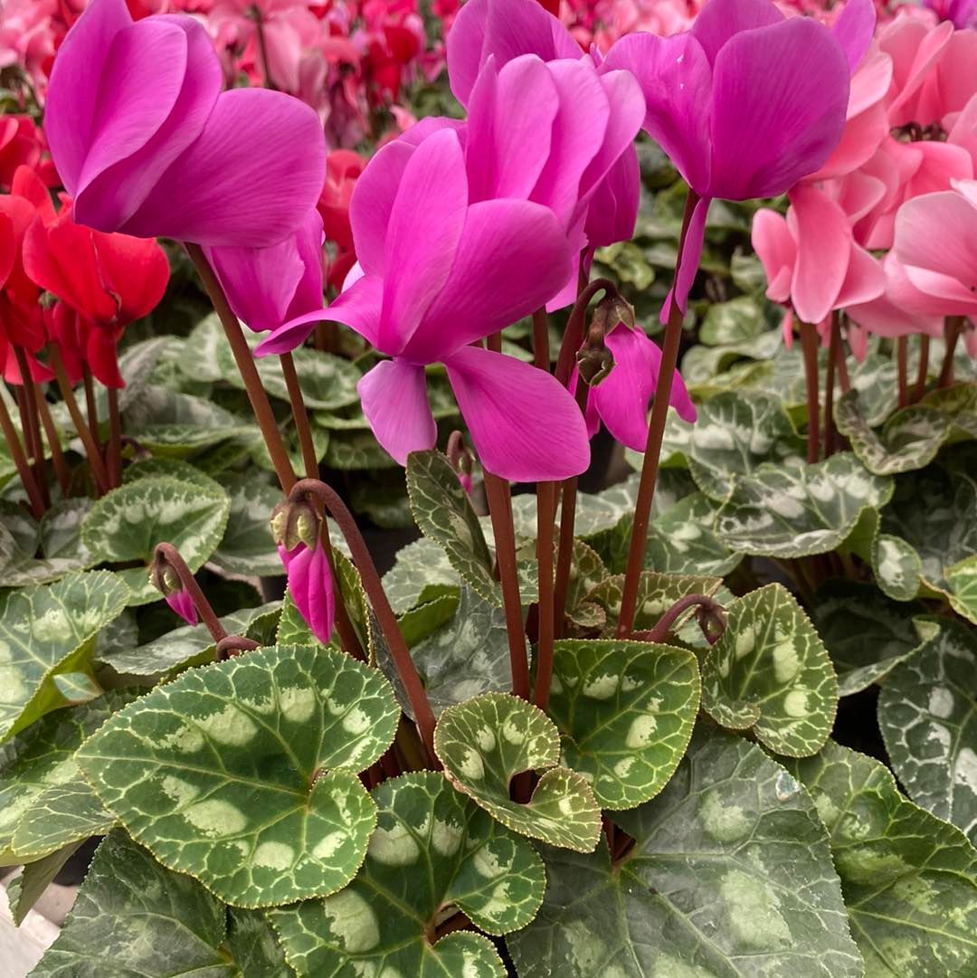 Ciclamini rosa e magenta con foglie verdi variegate in un'aiuola