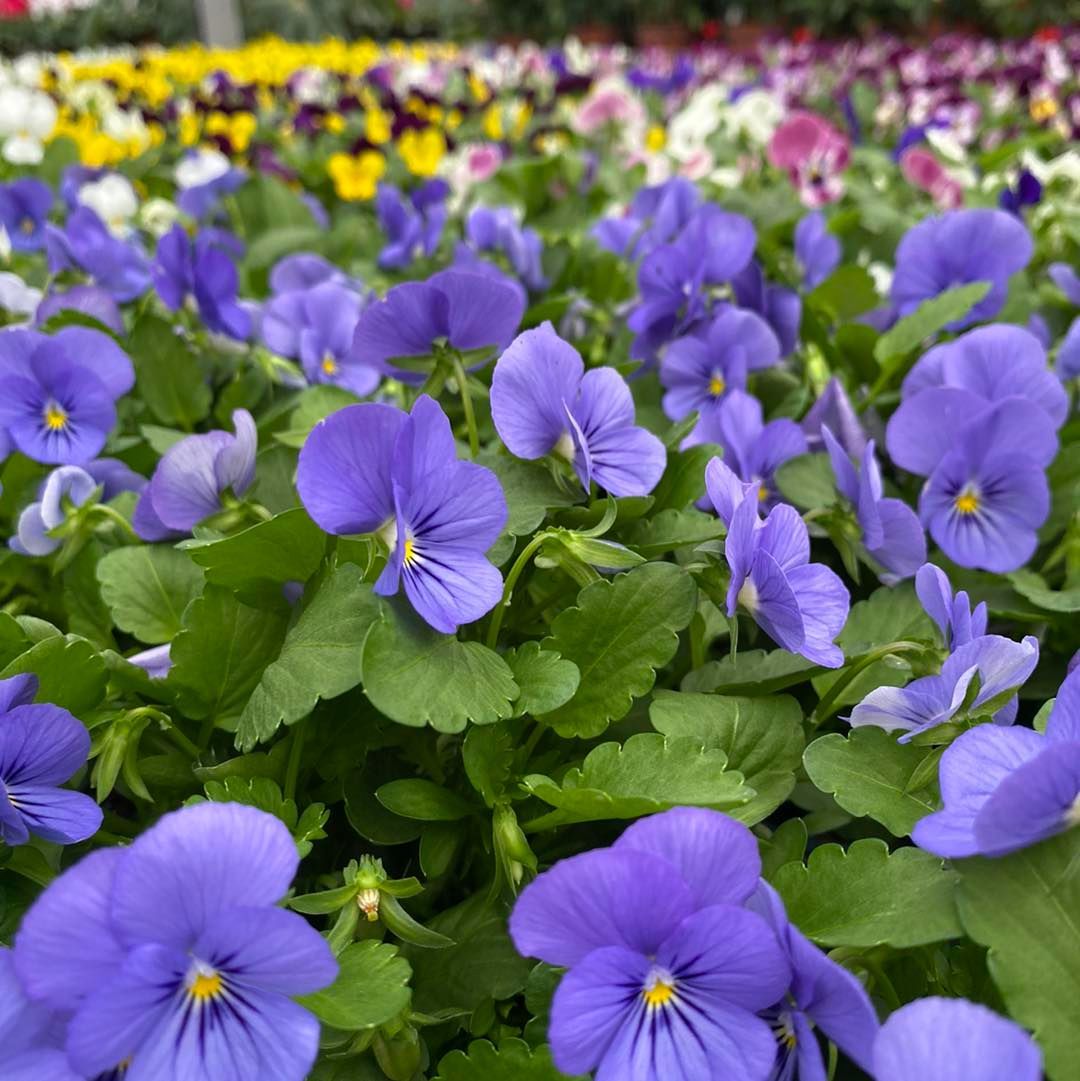 Viole viola in fiore in un giardino, con foglie verdi e fiori colorati sullo sfondo.