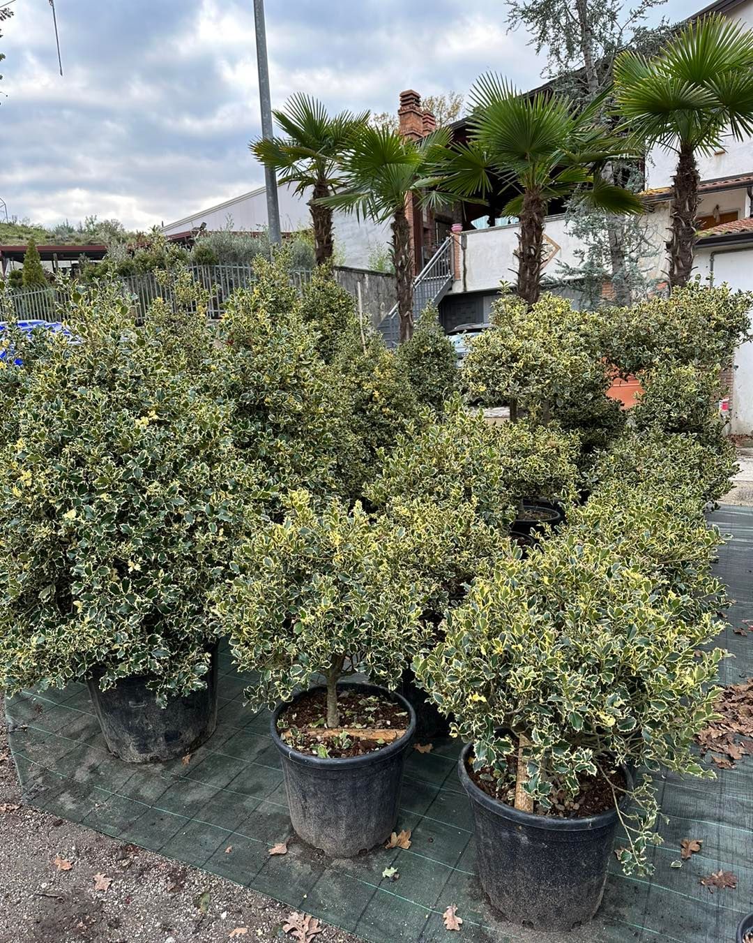Arbusti in vaso in un vivaio all'aperto, con un cielo nuvoloso e strutture da giardino sullo sfondo.