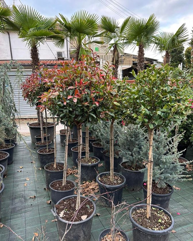 Alberi ornamentali in vaso in un vivaio, tra cui un albero dalle foglie rosse e delle palme.