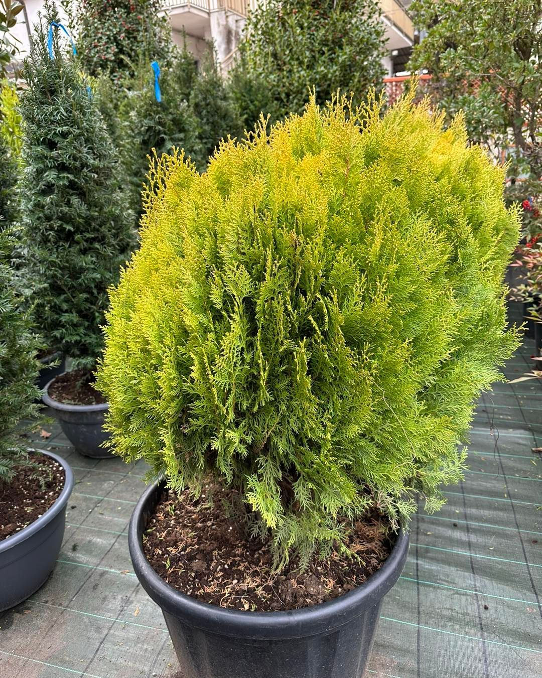 Arbusto sempreverde in vaso, di colore giallo-verde, esposto in un vivaio.