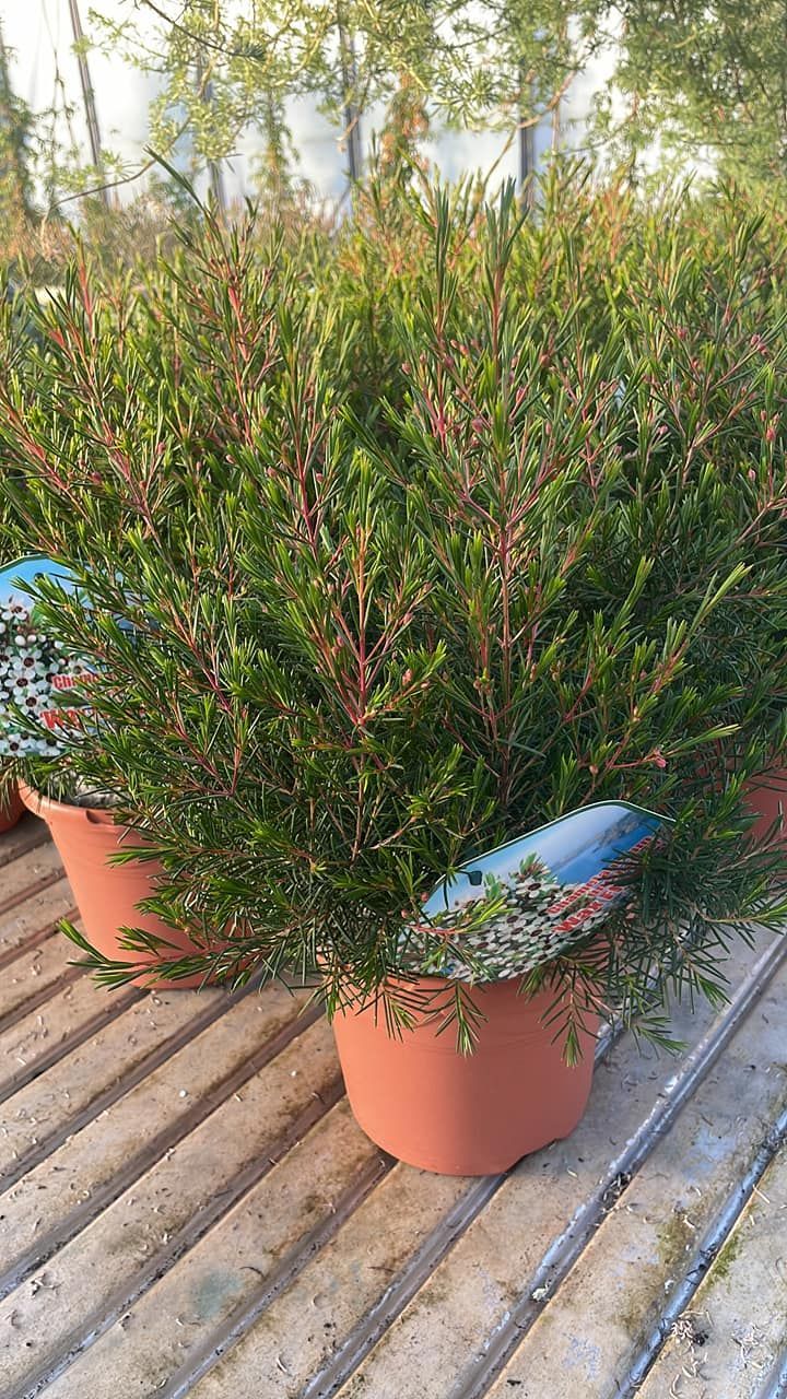 Arbusti verdi e frondosi in vaso su una terrazza in legno esposta alla luce del sole.