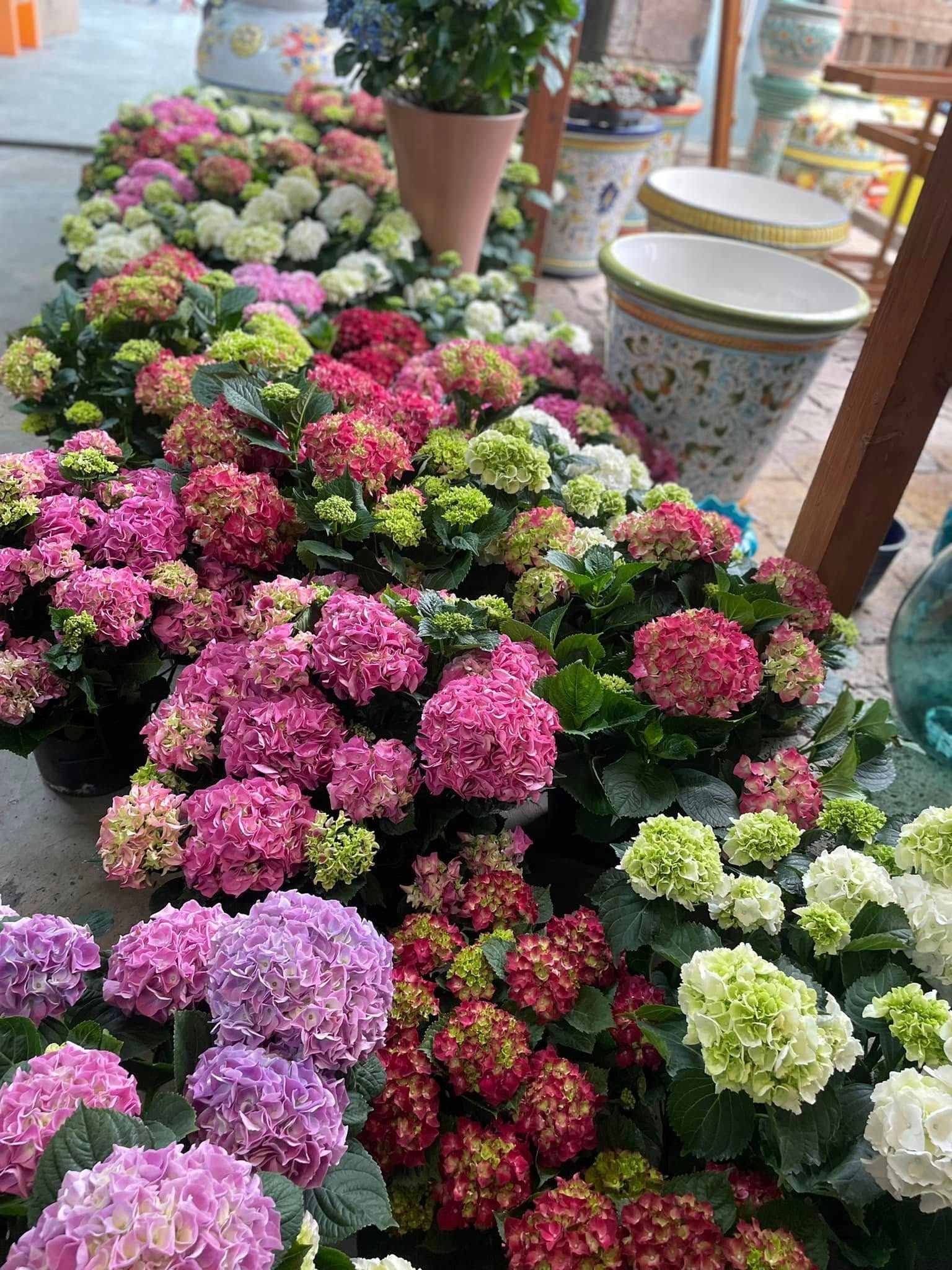 Vasi di fiori colorati nei toni del rosa, bianco, giallo e verde, disposti su un tavolo espositivo all'aperto.