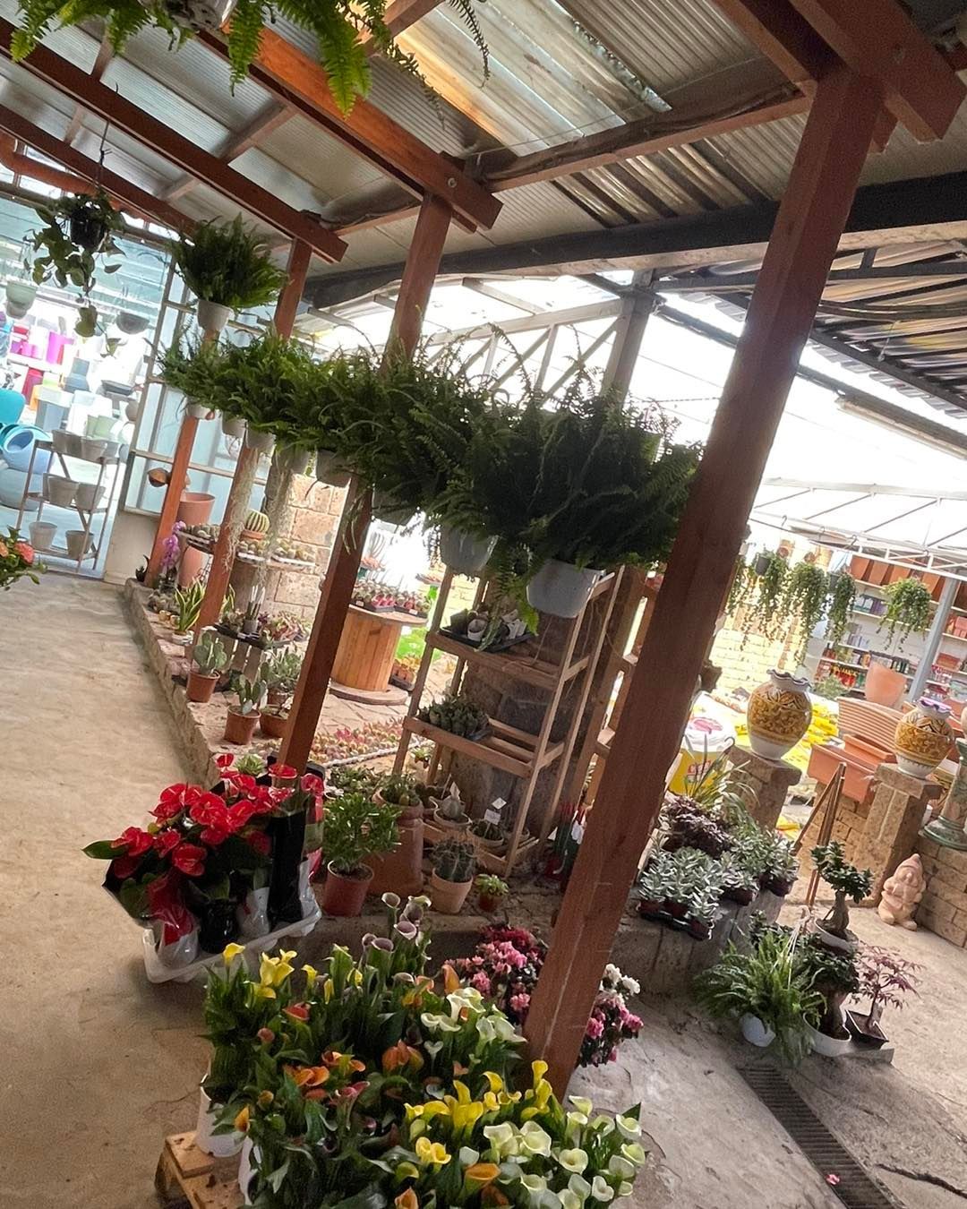 Corridoio del reparto giardinaggio con fiori in vaso e piante sospese sotto una tettoia.