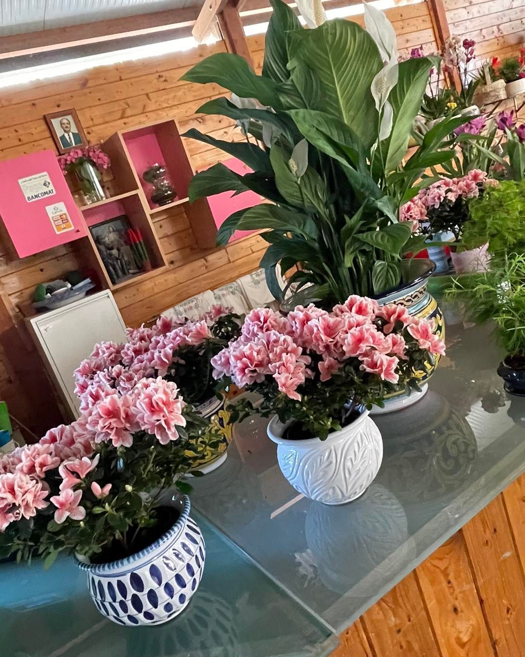 Piante fiorite rosa in vasi bianchi e blu su un tavolo di vetro in una stanza luminosa.