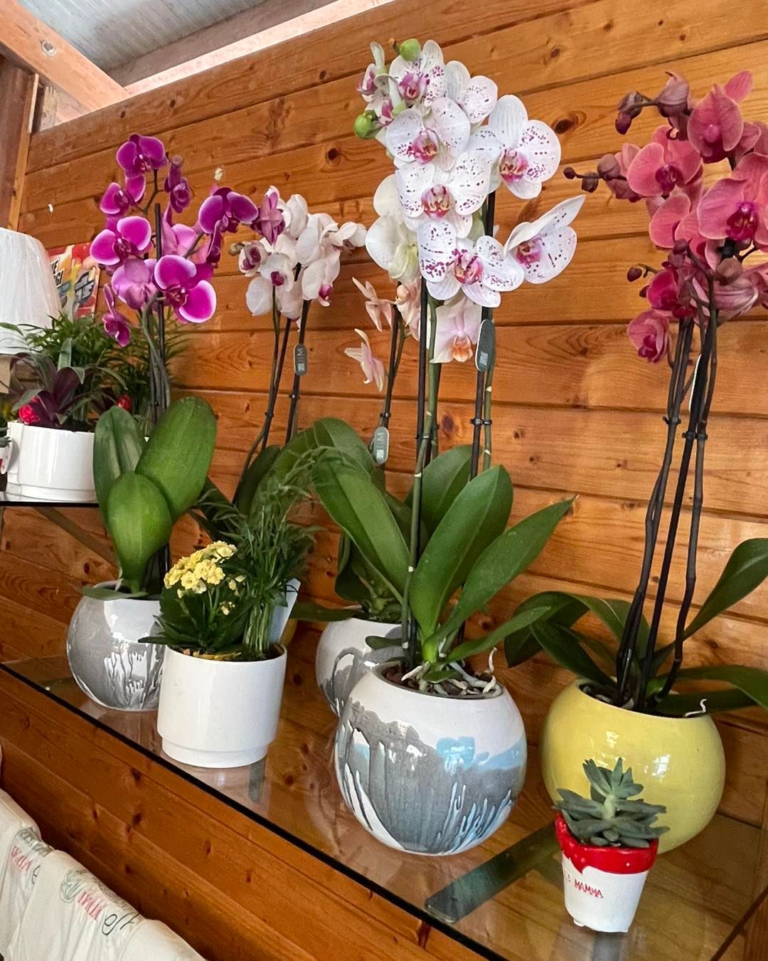 Orchidee in vaso viola, bianche e rosa disposte su mensole di legno all'interno.