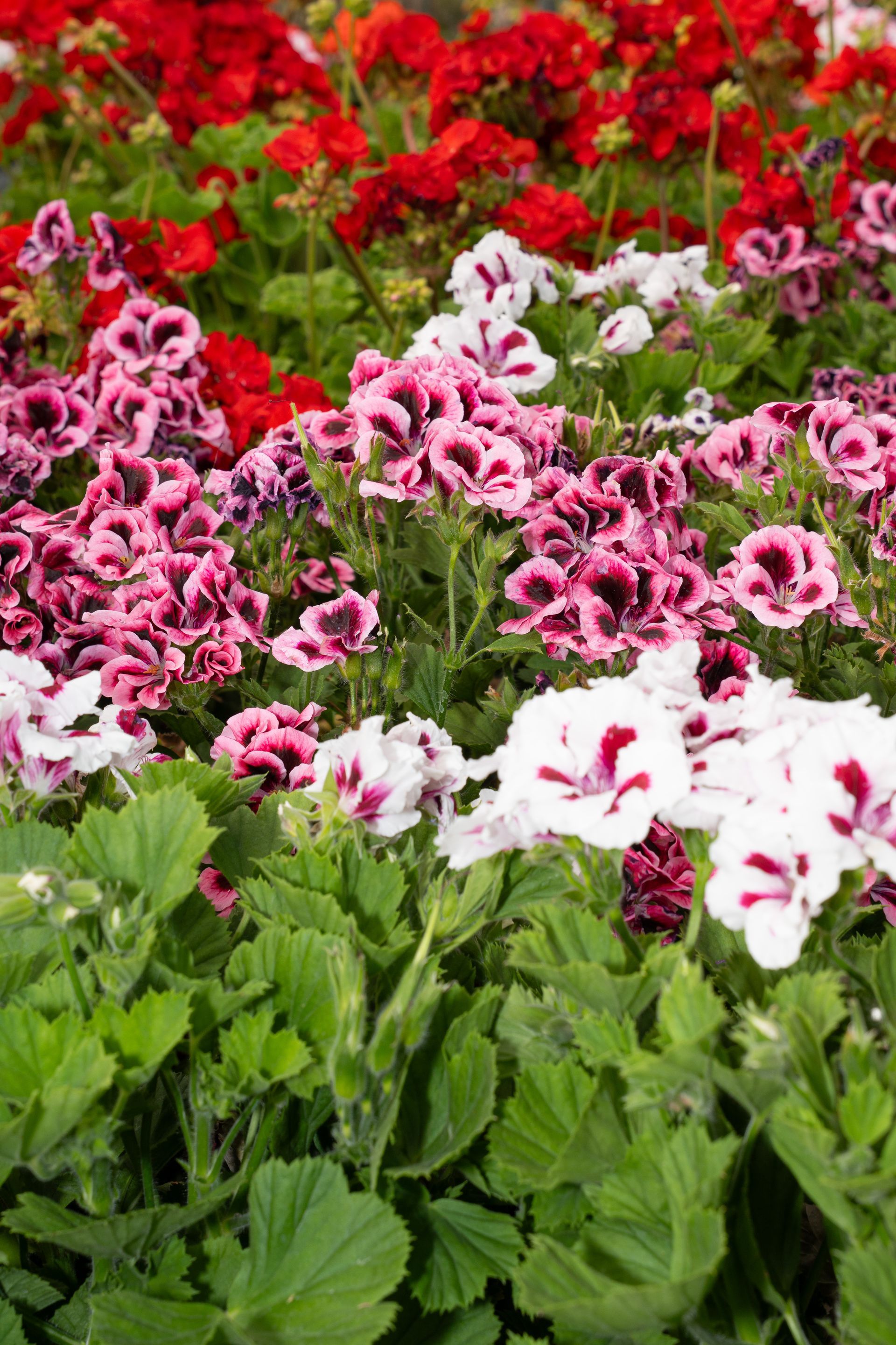 Un gruppo di fiori rosa, rossi e bianchi in una rigogliosa aiuola.