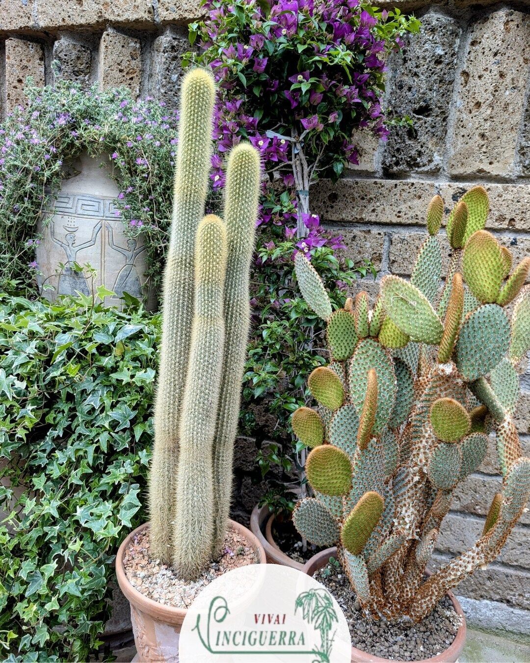 Cactus in vaso e fiori viola contro un muro di pietra in un giardino