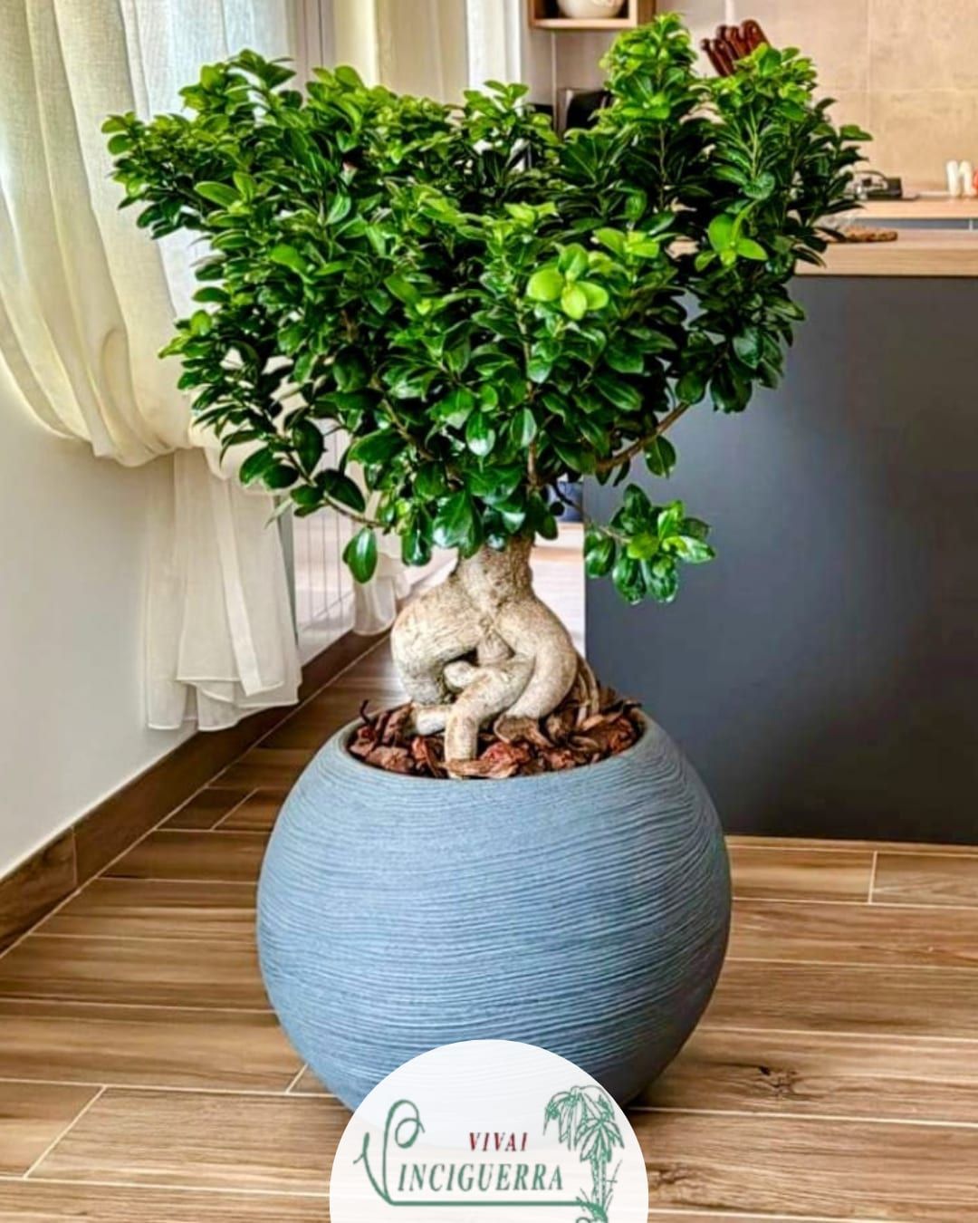 Bonsai in vaso con tronco contorto in un vaso di ceramica blu, per interni.