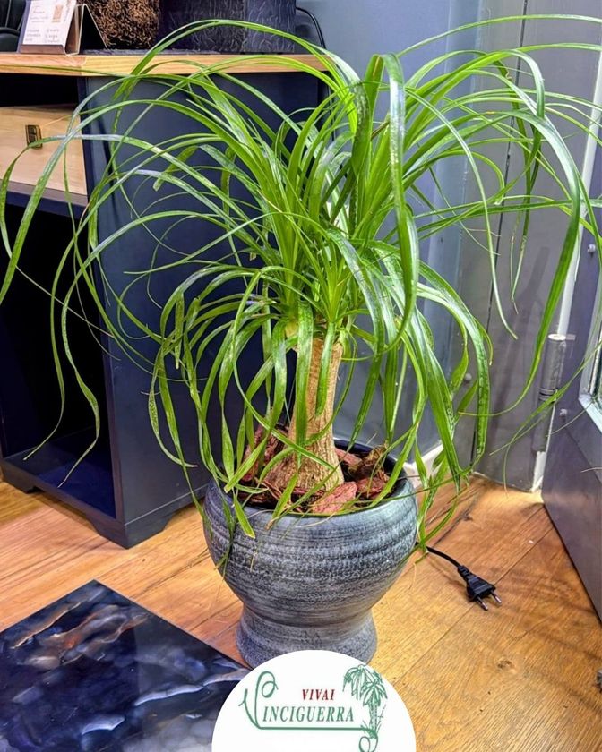 Palma a coda di cavallo in vaso, in una fioriera grigia su un pavimento di legno, in casa, vicino ai mobili.