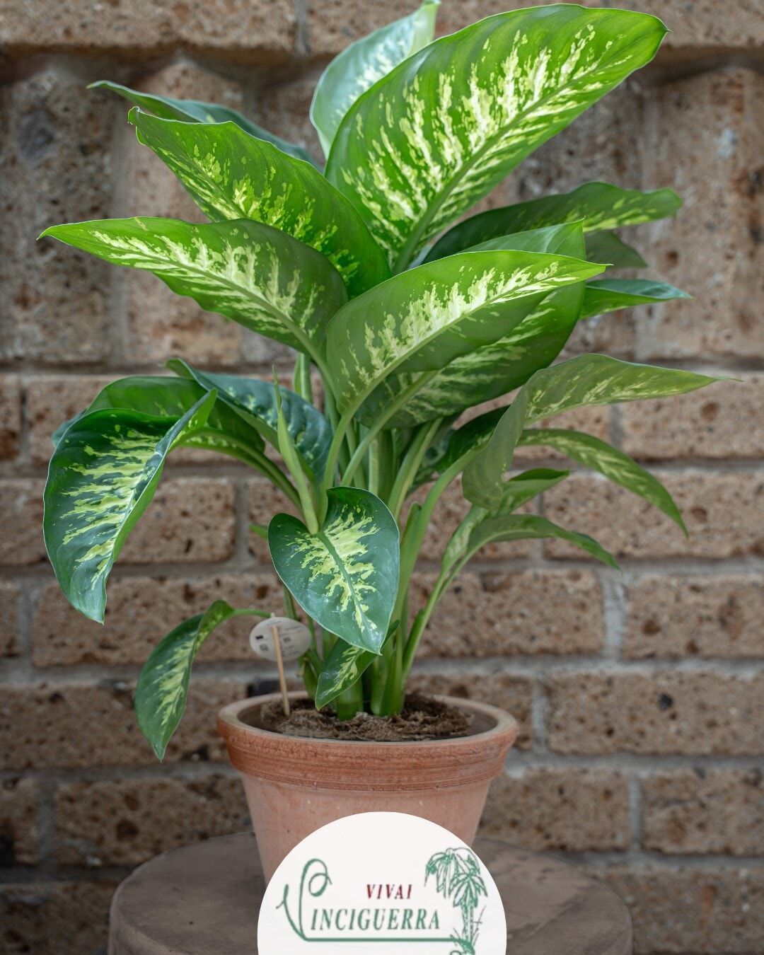 Pianta d'appartamento in vaso con foglie larghe e variegate di colore verde, appoggiata a un muro di mattoni.