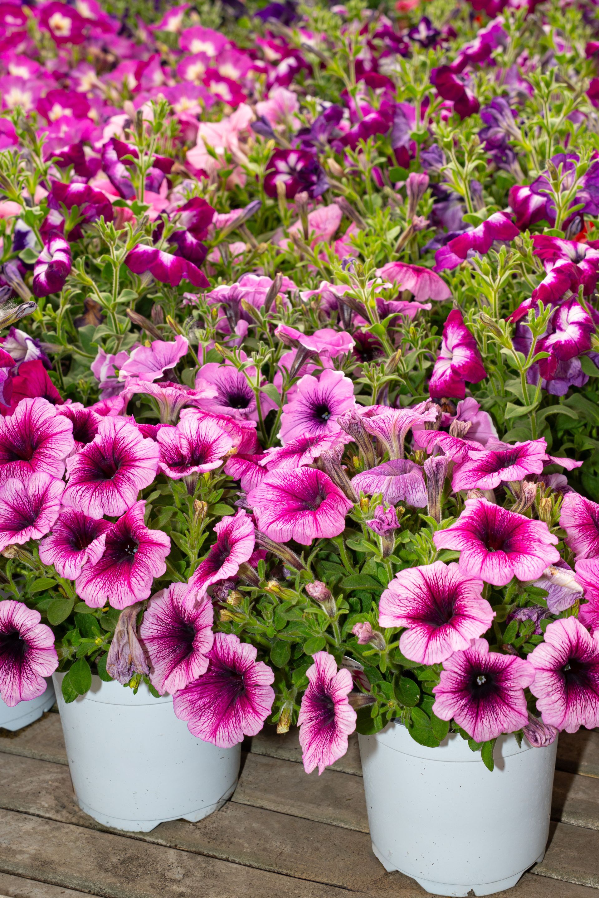 Petunie rosa e magenta in fiore in vasi bianchi presso un vivaio.