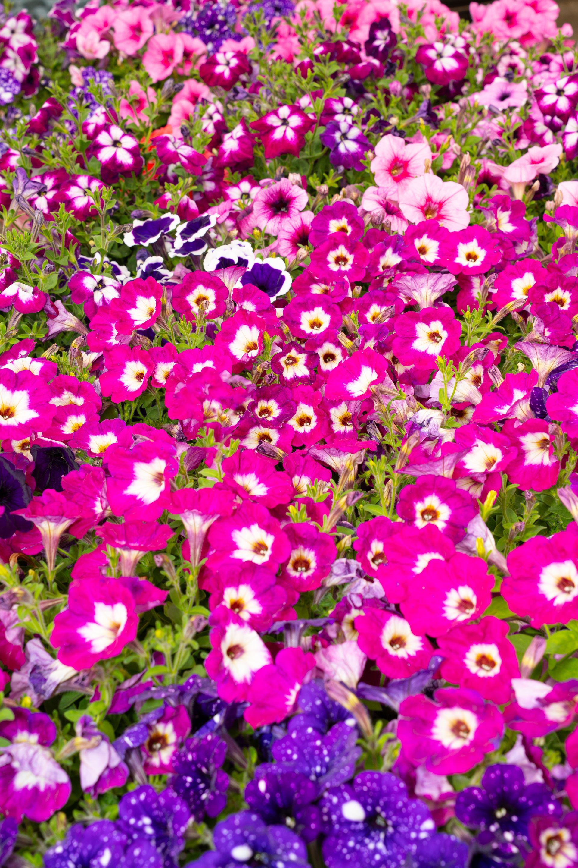 Fiori rosa acceso e viola sbocciano fitti in un'aiuola.