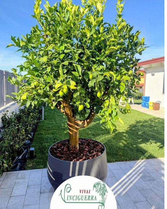 Albero di agrumi in vaso con frutti gialli maturi in un giardino sul retro, esposto al sole.