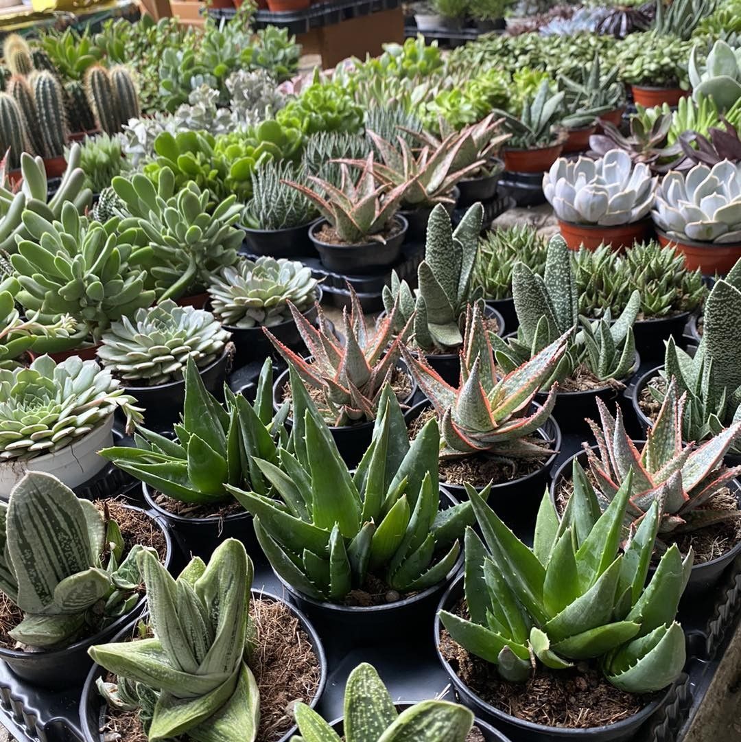 Assortimento di piante grasse e cactus in vaso in un'esposizione da vivaio, con piante dalle tonalità verdi, grigie e rosse.