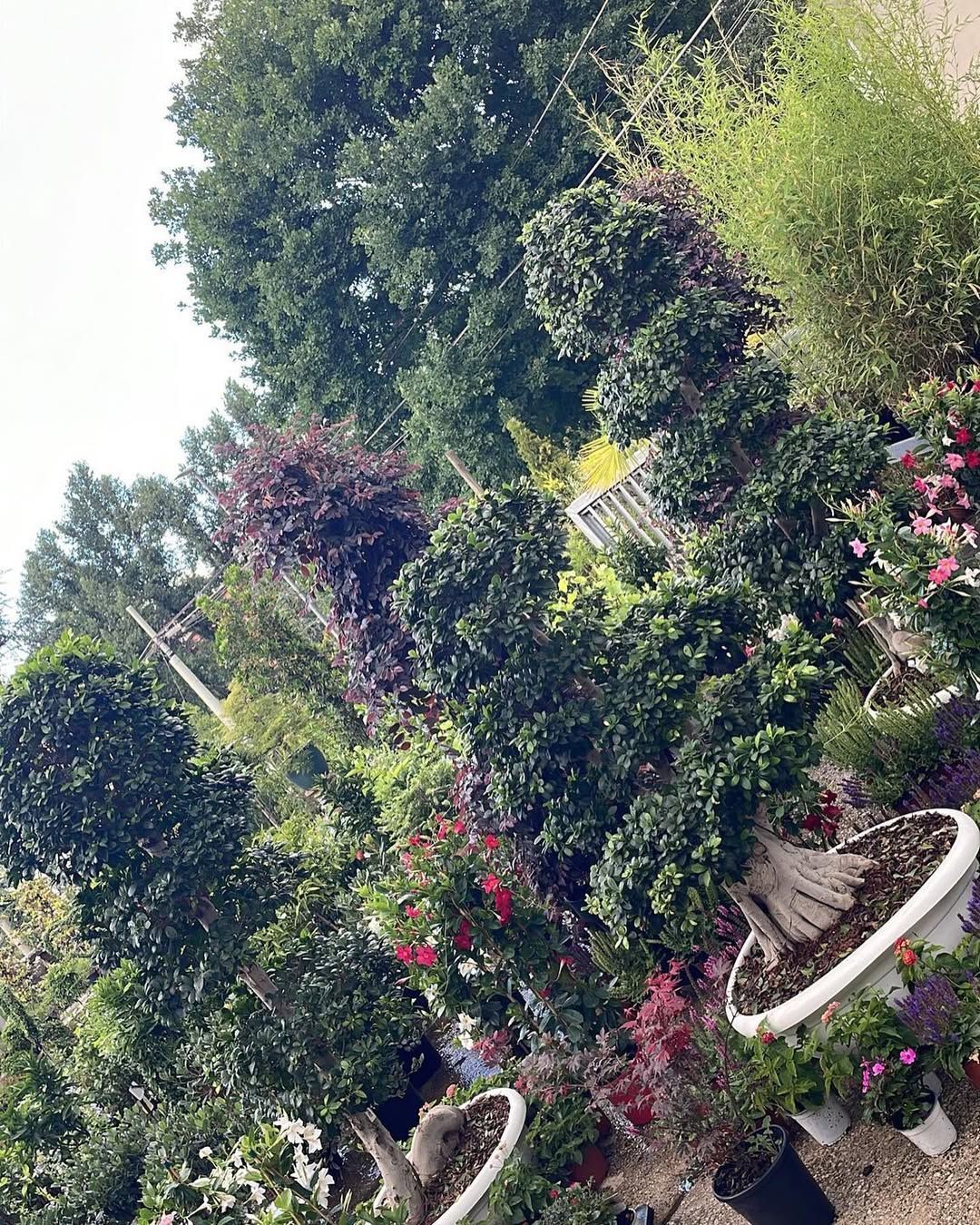 Alberi potati a forma di scultura e arbusti fioriti in vasi bianchi lungo un vialetto del giardino.