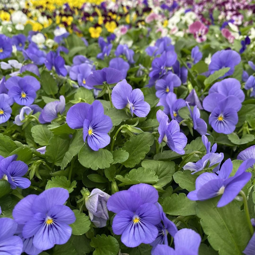 Viole del pensiero viola in fiore in un'aiuola con foglie verdi e fiori sfocati sullo sfondo.