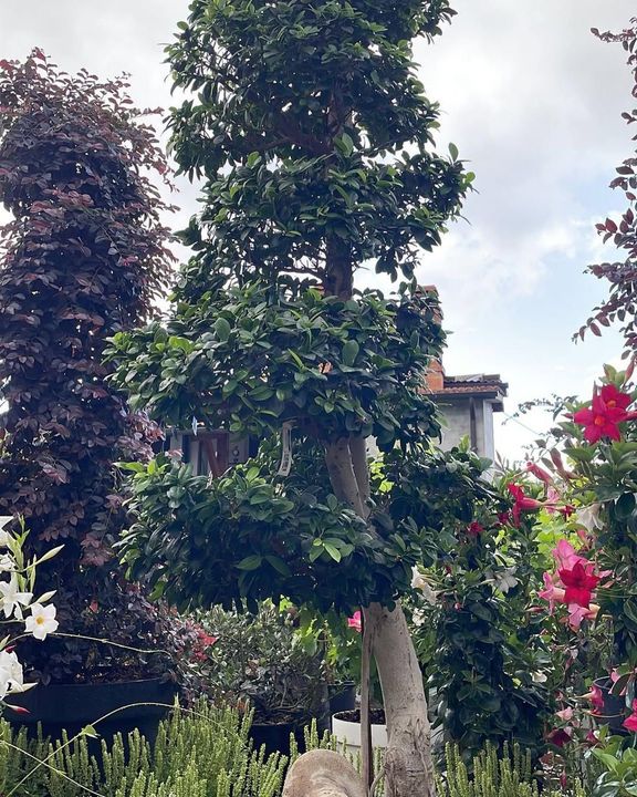 Un giardino lussureggiante con un alto albero frondoso, arbusti fioriti e una casa parzialmente visibile sullo sfondo.