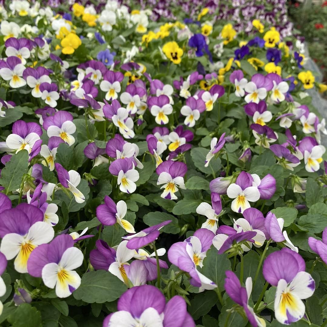 Viole del pensiero viola, bianche e gialle fioriscono rigogliose in un'aiuola.