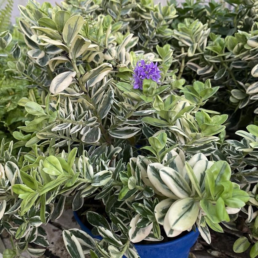 Piante in vaso di colore verde variegato con un piccolo fiore viola che sboccia al centro.