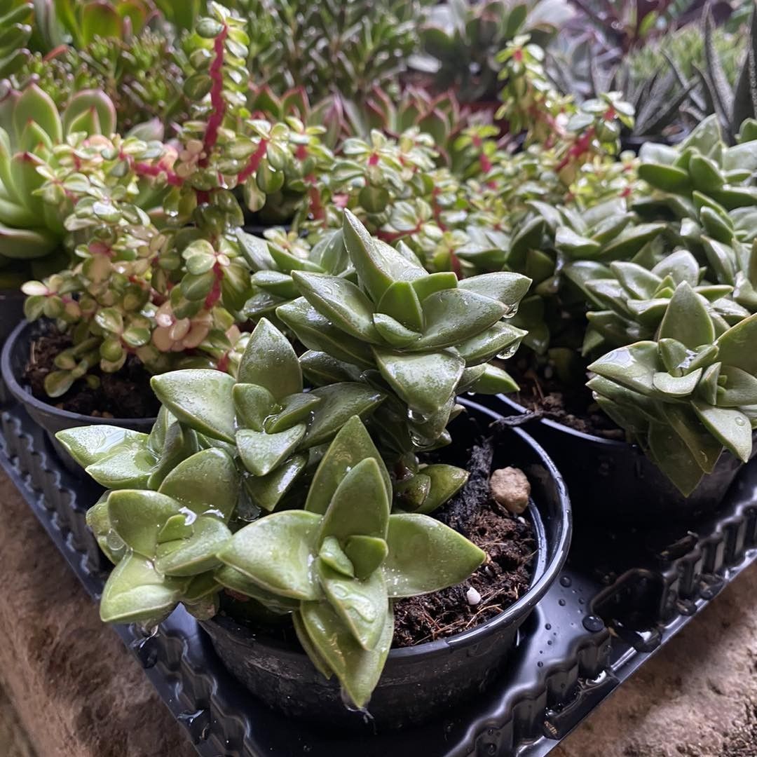 Piante succulente in vaso con foglie verdi disposte in un vassoio da vivaio.