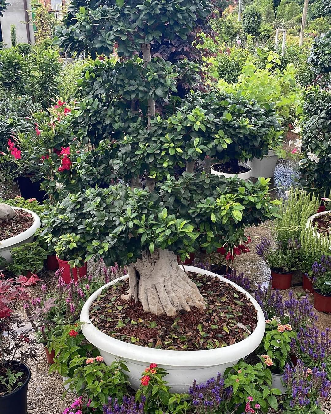 Bonsai in vaso con tronco spesso e fitta chioma verde in un vivaio.