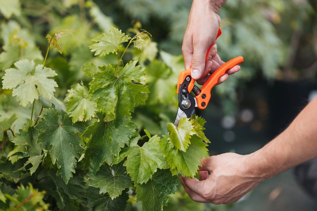 Mani che raccolgono foglie verdi di vite con cesoie da potatura arancioni in un giardino