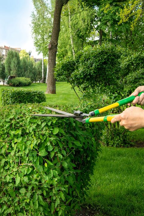 Mani che potano una siepe verde con le cesoie da giardino in un cortile soleggiato.
