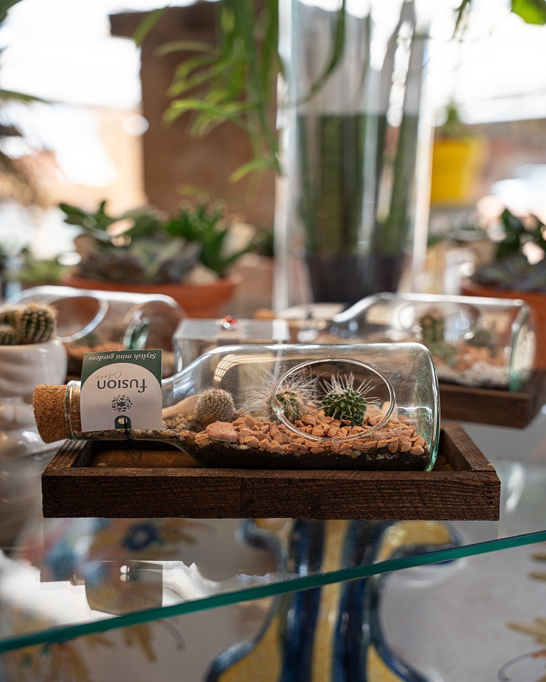 Mini terrario con piante grasse su un vassoio di legno appoggiato su un tavolino di vetro in una stanza luminosa.