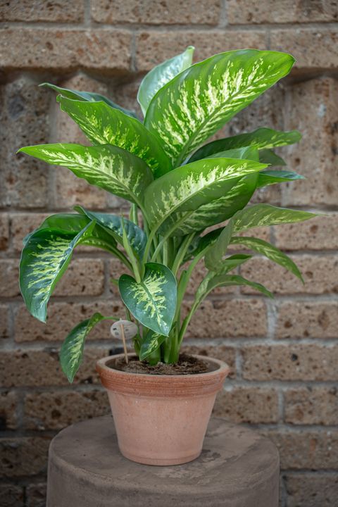 Pianta d'appartamento verde in vaso con foglie variegate su una superficie di pietra addossata a un muro di mattoni.