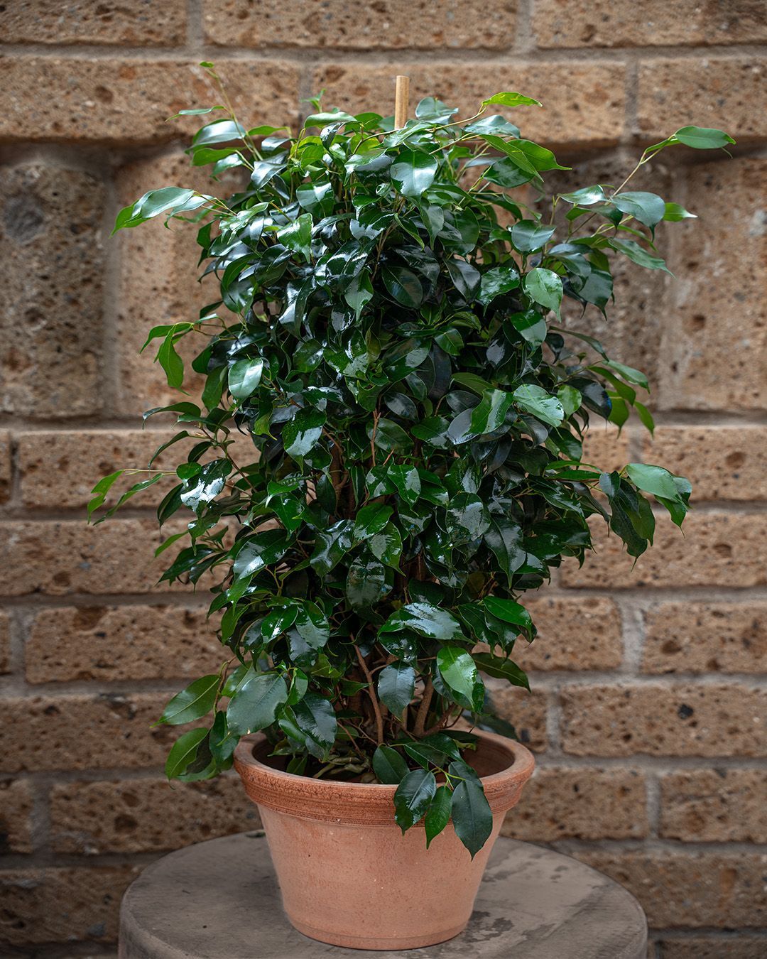 Arbusto verde e frondoso in vaso di terracotta, appoggiato a un muro di mattoni.
